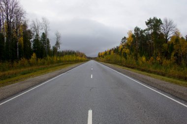 Gri gökyüzünün altındaki bir sonbahar ormanından düz bir çift şeritli yol geçer.