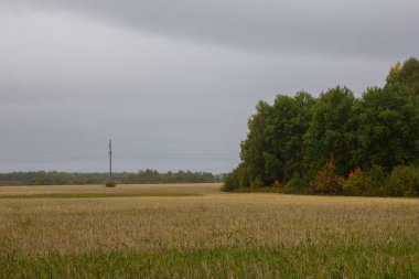 Tarlada küçük bir koru var. Tarlada yaprak döken ağaçlardan oluşan bir koru. Kırsal alan