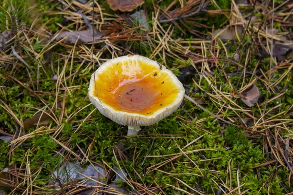 Ein Pilz Mit Gelber Kappe Und Weißem Bein Wächst Wald — Stockfoto