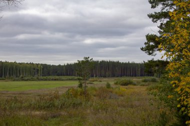 Sonbahar tarlaları ve ormanlar. Sonbahar tarlası, sararmış yeşillikler ve uzak bir orman.