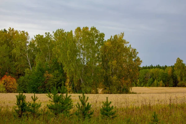 Haine Und Herbstfelder Herbstlandschaft Kleine Weihnachtsbäume Auf Einem Feld Aus — Stockfoto