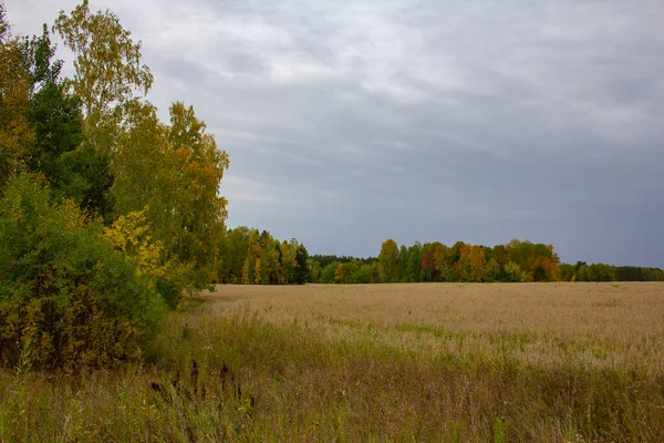 Boschi Campi Autunnali Paesaggio Autunnale Campo Erba Gialla Alta Alberi — Foto Stock