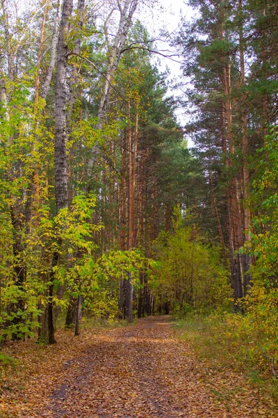 Road Strewn Leaves Road Covered Yellow Foliage Leads Pine Forest — Stock Photo, Image