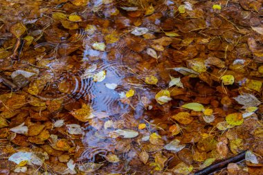 Yapraklar ağaçtan düşer ve suya düşer. Sonbahar ormanlarında yoldaki su birikintisinde sarı yapraklar..