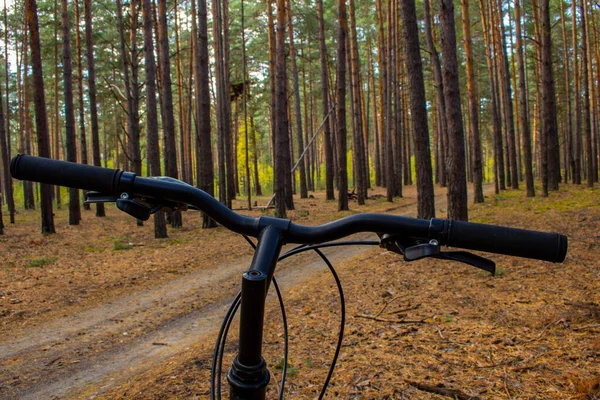 Cycling through natural landscapes. Ride a bike in a pine forest. View from behind the handlebars of the bike to the road.