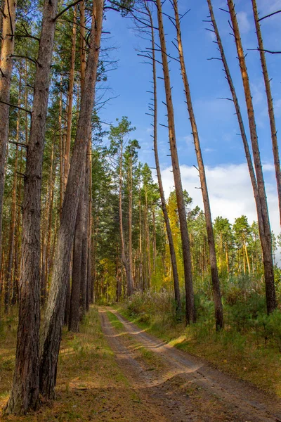 Tall Pine Trees Hang Path Trail Winds Splits Pine Forest — Stock Photo, Image