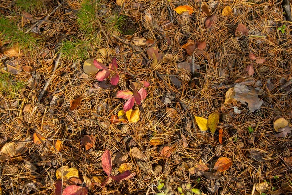 Forest Carpet Small Plants Yellowed Needles Fallen Leaves Forest Debris — Stock Photo, Image