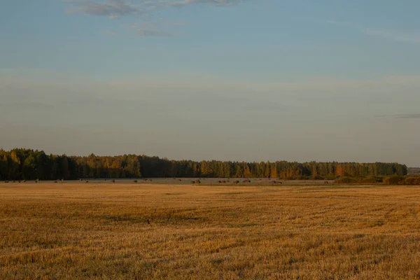 Det Ändlösa Gula Fältet Åkrar Och Skog Fjärran Tidigt Hösten — Stockfoto