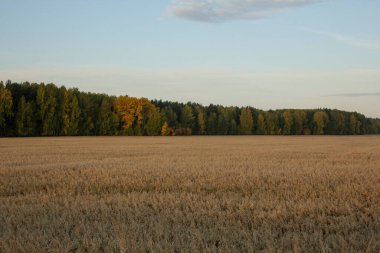 Buzla kaplı bir çimen tarlası. Sarı sonbahar tarlası ve uzak bir orman.