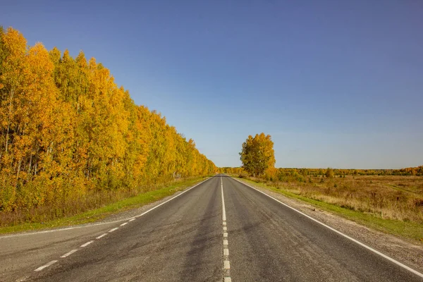 Droga Przez Jesienne Lasy Pola Dwupasmowa Autostrada Biegnie Przez Złote — Zdjęcie stockowe