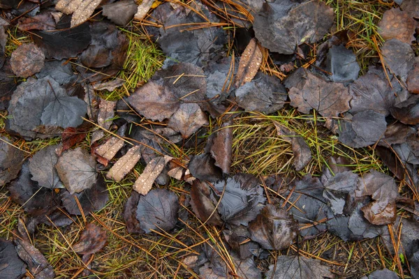 Ground Strewn Brown Red Autumn Leaves Ground Texture Autumn Leaf — Stock Photo, Image