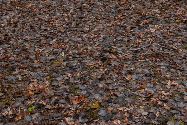 Ground Strewn Brown Red Autumn Leaves Ground Texture Autumn Leaf — Stock Photo, Image