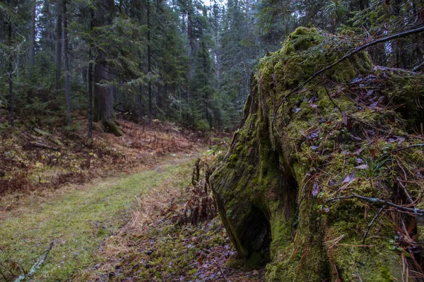 Stump Overgrown Dense Green Moss Path Autumn Cold Gloomy Forest — Stock Photo, Image