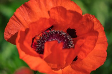 Eine schne rote Blume auf einem grnen Hintergrund, die mit einer Makronesektiv fotografit wurden.