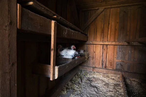 Drei Weie Hennen Brten Einem Hhnerstall Ihre Eier Nincs Magyar — Stock Fotó