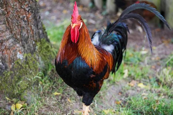 Ein Bunter Hahn Nachtansicht Auf Einem Alten Bauernhof — Stockfoto