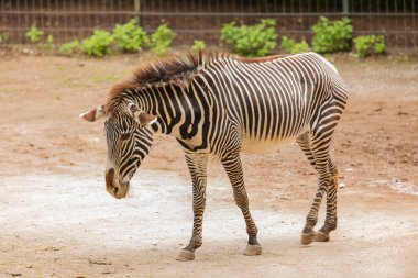 Ein trauriges Zebra die nach unten schaut.