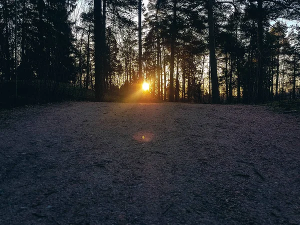 Chemin Dans Une Forêt Lever Soleil Prise Depuis Angle Bas — Photo