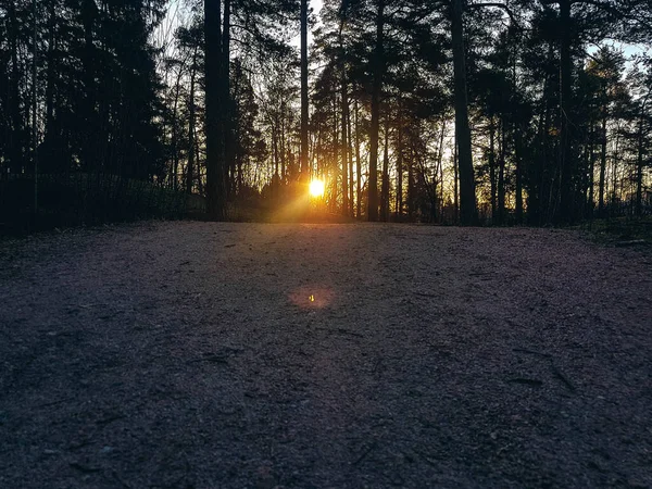 Camino Bosque Amanecer Disparado Desde Ángulo Bajo — Foto de Stock