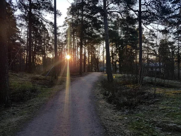 Gün doğumunda bir ormanda, arka planda evleri olan bir yol..