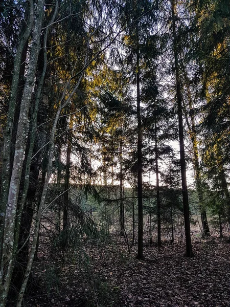 Деревья Парке Солнечным Январским Утром — стоковое фото