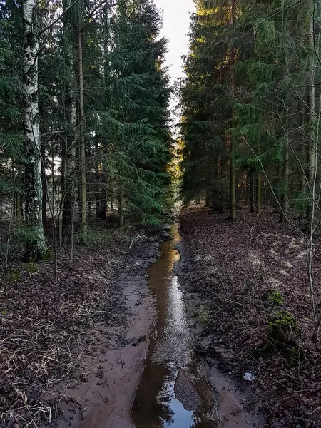 Узкая Канава Между Деревьями Городском Парке — стоковое фото