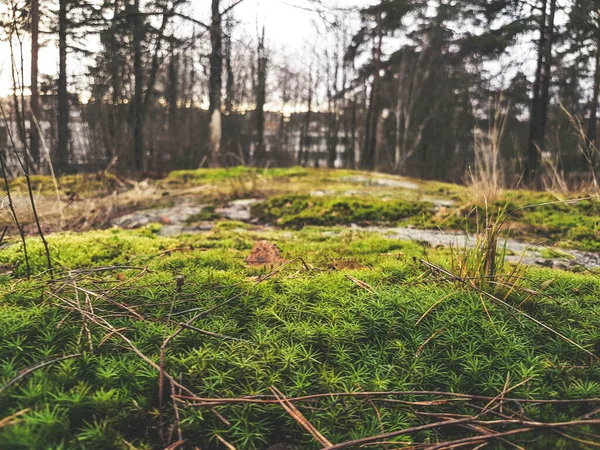 Foto Livello Del Suolo Parco Con Piante Verdi Muschio Rocce — Foto Stock