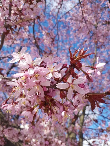 Close Pink Blooming Cherry Flowers — Stock Photo, Image