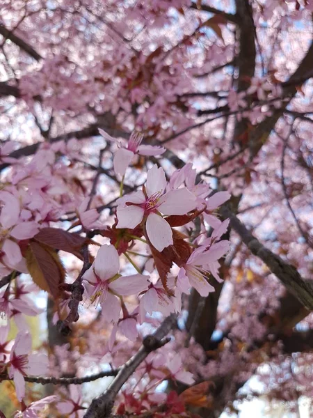 粉红樱花的特写 — 图库照片