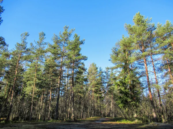 低い角度から撮影された背景に明るい青空の森の中の松 — ストック写真