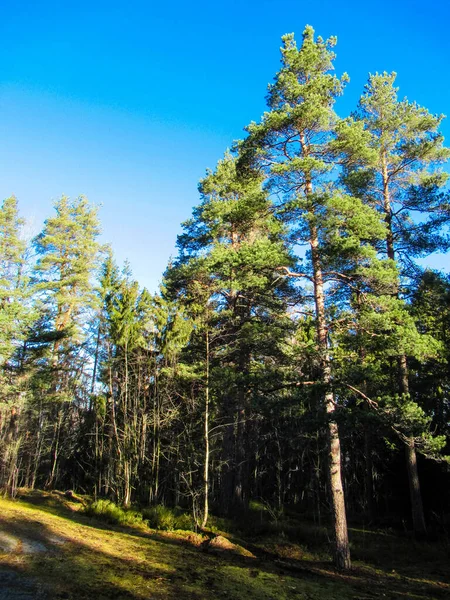 Borovice Lese Jasně Modrou Oblohou Pozadí Stock Snímky