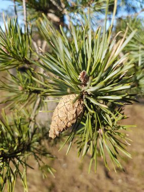 Çam kozalağı ve yeşil iğnelere yakın çekim.