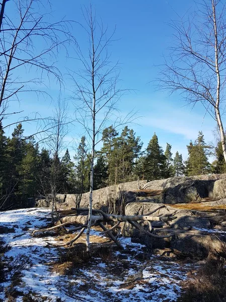 Yapraksız ağaçlar, kayalar ve güneşli bir günde ormanda bir ağaç gövdesi..