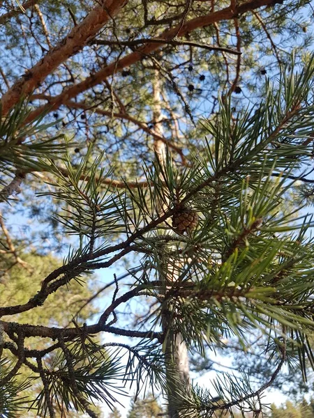 背に青い空の松の枝 円錐形 — ストック写真