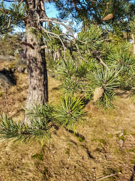 緑の針と茶色のコーンを持つ松の枝のクローズアップ — ストック写真