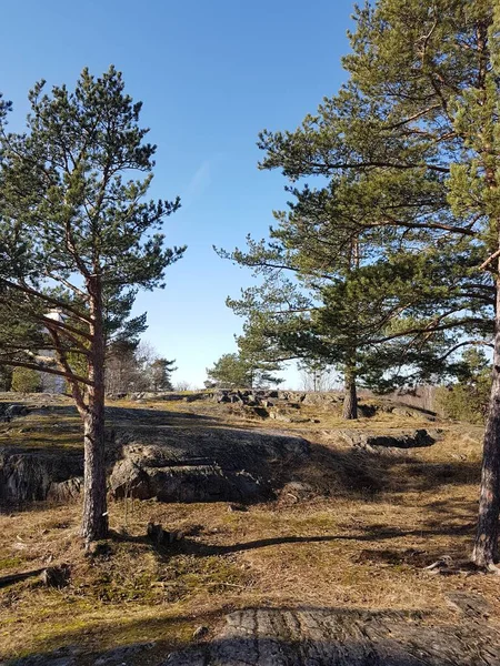 공원에 소나무와 — 스톡 사진