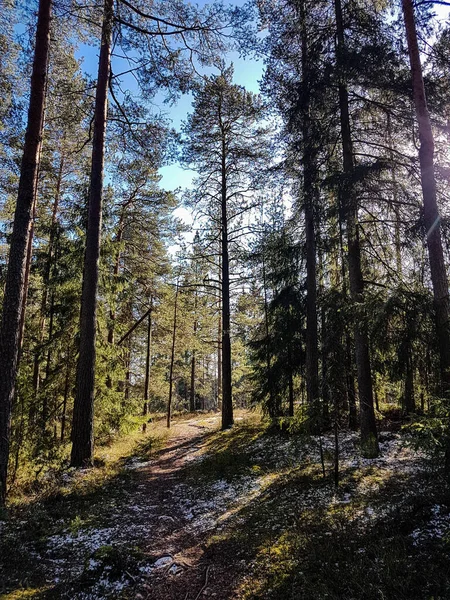 Terreno Parzialmente Innevato Alberi Una Foresta Tiro Angolo Basso — Foto Stock