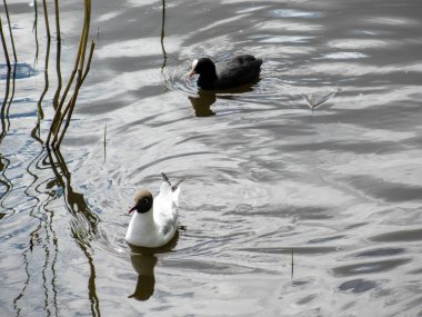 Martı ve Avrasyalı yaban ördekleri gri suda yüzüyorlar.