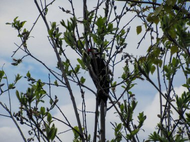 Büyük benekli ağaçkakan Bir Mayıs öğleden sonra küçük yeşil yaprakları ile bir ağaçta.
