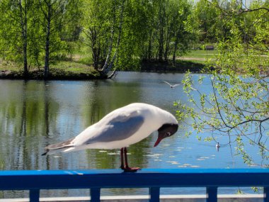 Mavi metalik bir tırabzanda duran bir martıya yakın plan ve arka planda ağaçlar ve çimenler olan bir parkta ayaklarına bakıyor..