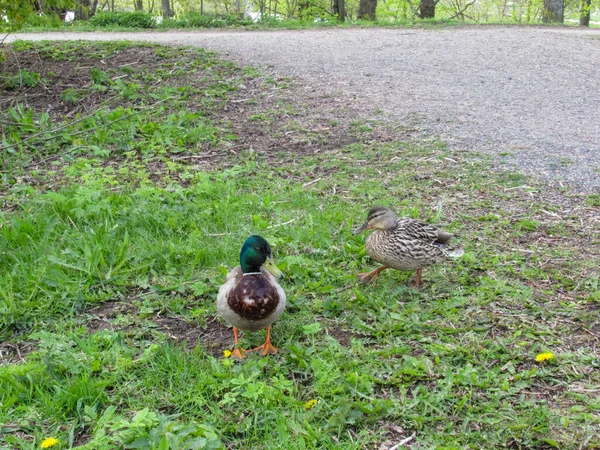 野鸭夫妇在公园的绿色草坪上 — 图库照片