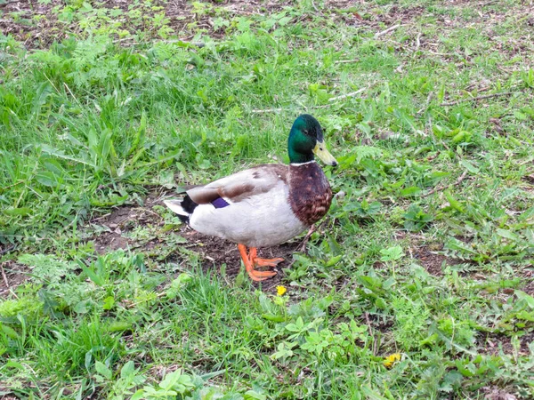 Male Mallard Posing Green Lawn — Stock Photo, Image