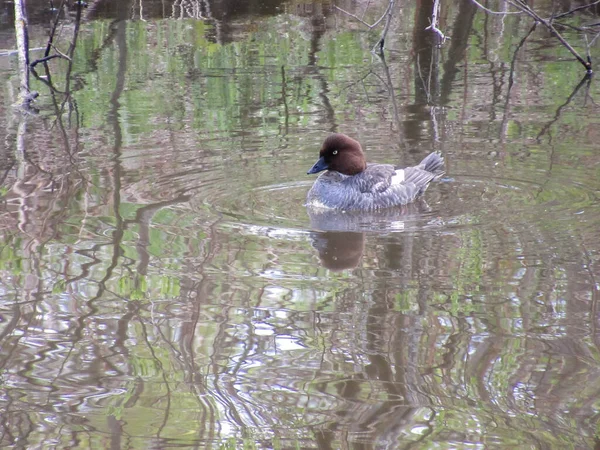 Een Gemeenschappelijk Goudoog Vrouwtje Zwemmen Een Waterplas — Stockfoto