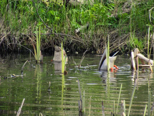 Casal Mallard Procura Comida Uma Lagoa Com Apenas Seus Fundos — Fotografia de Stock