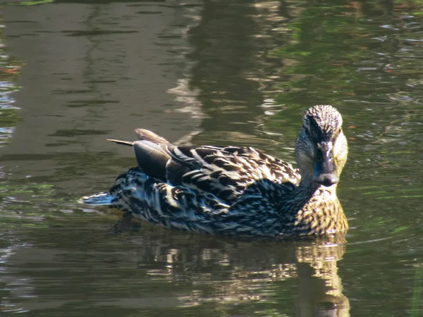 Eine Stockente Schwimmt Auf Einem Teich Und Blickt Die Kamera — Stockfoto
