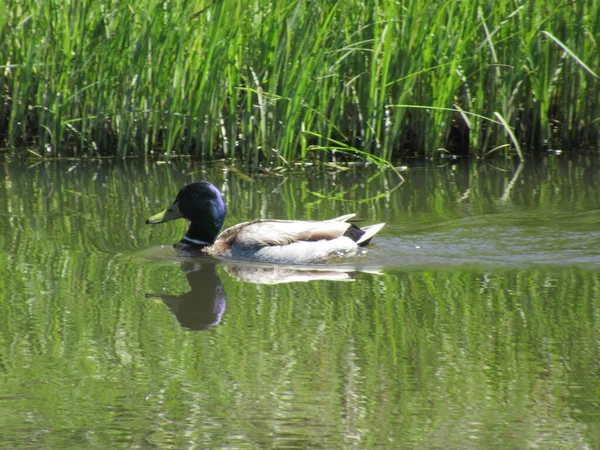 Male Mallard Swimming Pond Green Grass Background — Stock Photo, Image