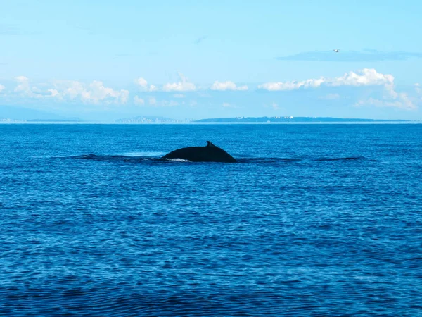 Rorqual Bosse Dans Océan Pacifique Près Vancouver Par Une Belle — Photo