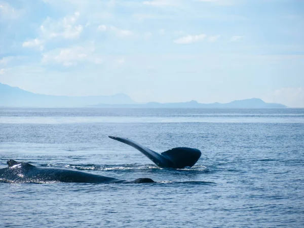 Ballenas Jorobadas Océano Pacífico Cerca Vancouver Hermoso Día Verano — Foto de Stock