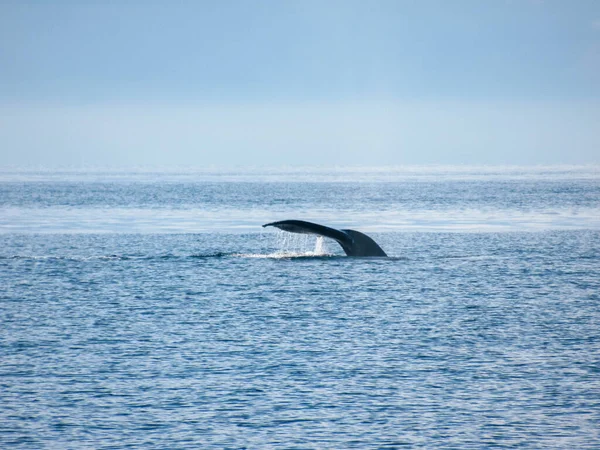 Balenottera Megattere Nell Oceano Pacifico Vicino Vancouver Una Bellissima Giornata — Foto Stock