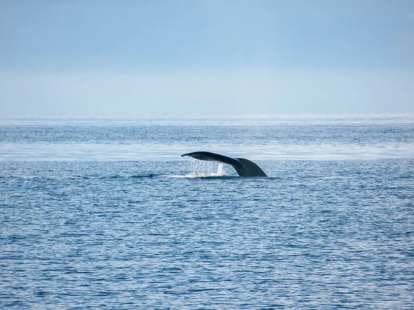 Ballena Jorobada Océano Pacífico Cerca Vancouver Hermoso Día Verano — Foto de Stock